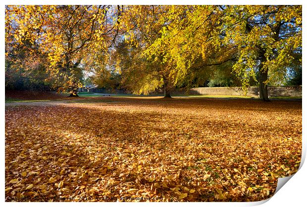 Autumn Leaves Print by Alan Simpson