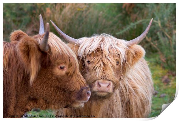 Highland Cows Print by Alan Simpson