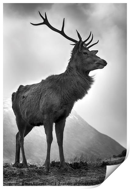 Highland Stag Print by Alan Simpson