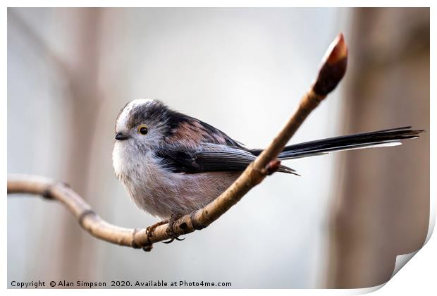Long Tailed Tit Print by Alan Simpson