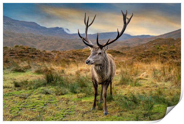 Deer Print by Alan Simpson
