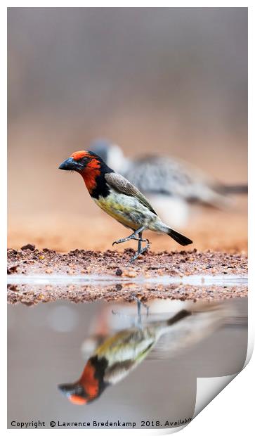 Black Collared Barbet - "By The Left"  Print by Lawrence Bredenkamp