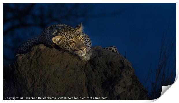 Leopard on Anthill at Sunset Print by Lawrence Bredenkamp