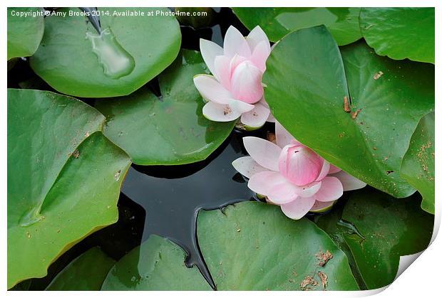  Lillies in a pond Print by Amy Brooks