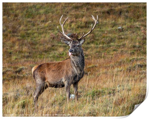 Stag sticking his tongue out Print by Lynda Simpson