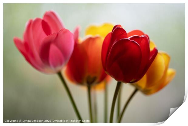 Tulips Print by Lynda Simpson