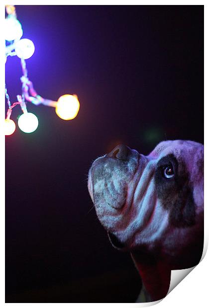  Dog with Christmas lights Print by Alexander Roscow
