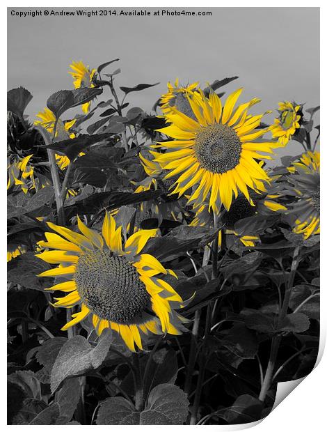  Sunflowers - Yellow Petals Print by Andrew Wright