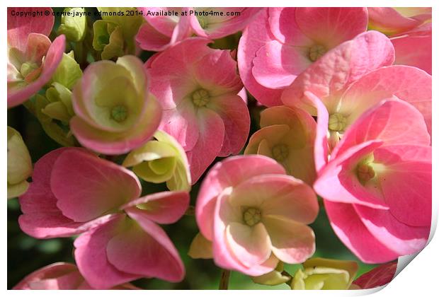  Pink Flowers  Print by cerrie-jayne edmonds