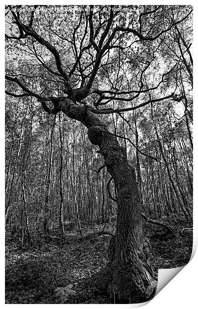  Tortured Tree Print by Chris Mann