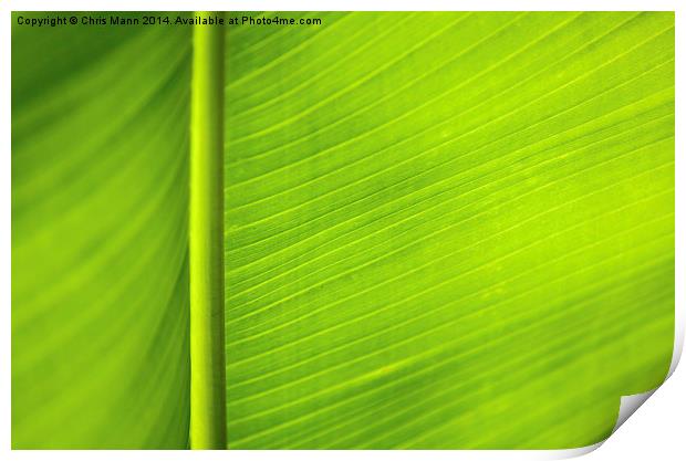  Backlit banana leaf Print by Chris Mann