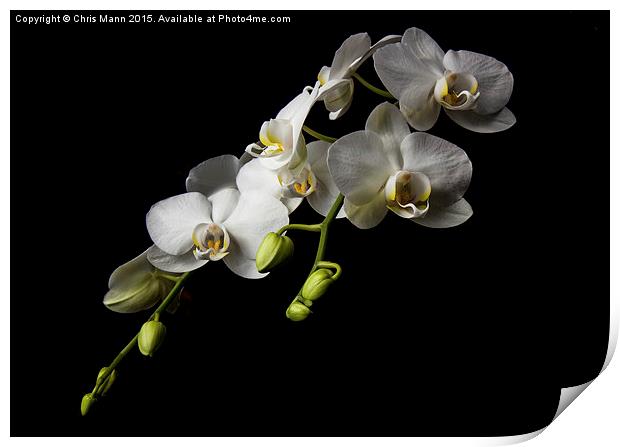  White Orchid Print by Chris Mann
