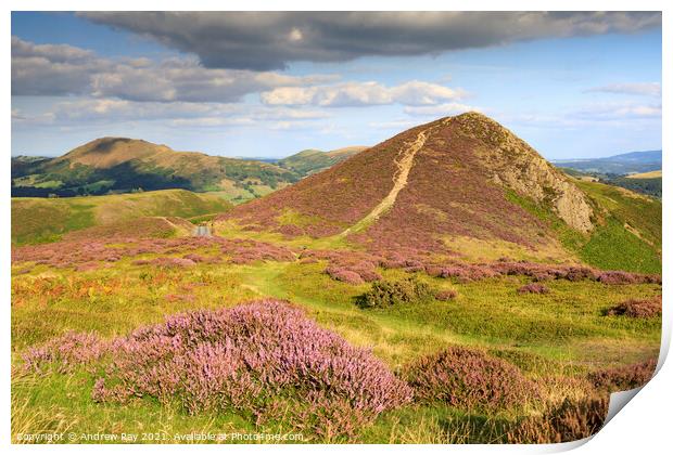 Heather on the Long Mynd  Print by Andrew Ray