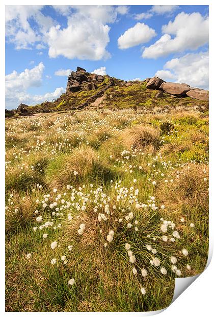 Cotton Grass at the Roaches Print by Andrew Ray