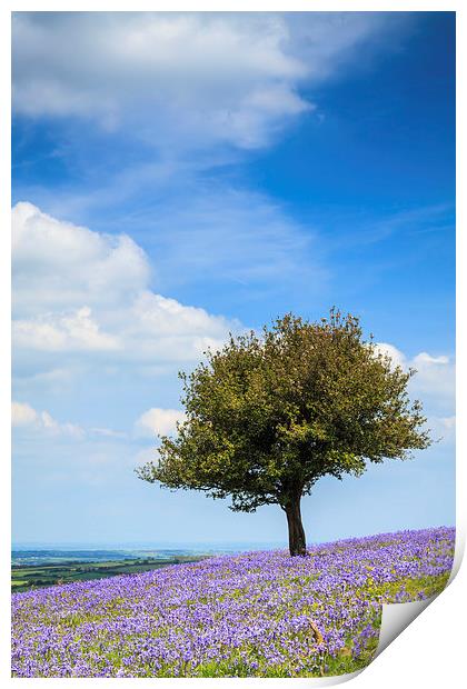 Lone Tree in Bluebells Print by Andrew Ray