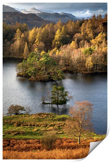 Tarn Hows  Print by Andrew Ray