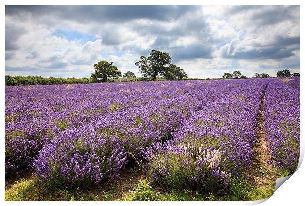 Somerset Lavender Print by Andrew Ray