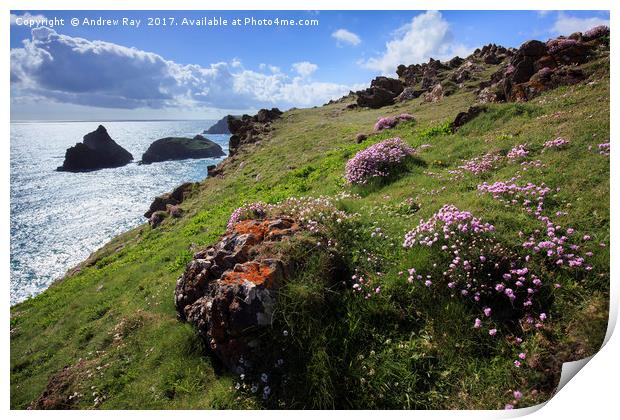 Thrift at Kynance Cove  Print by Andrew Ray