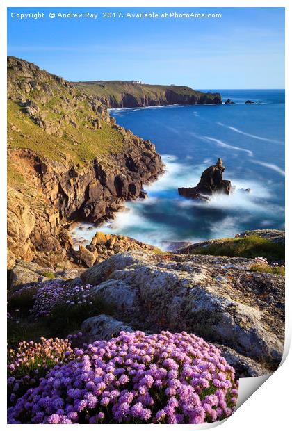 Thrift on Mayon Cliff (Sennen Cove) Print by Andrew Ray
