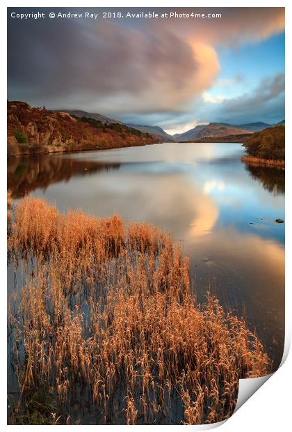 Reeds at sunset (Llyn Padarn) Print by Andrew Ray