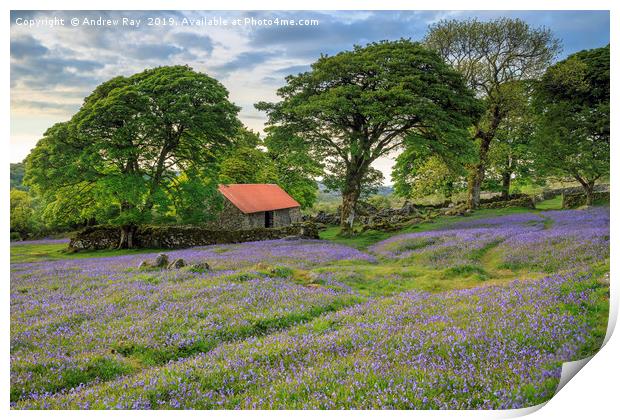 Emsworthy Mire Bluebells Print by Andrew Ray