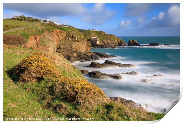 Gorse on the clifftop (Lizard) Print by Andrew Ray