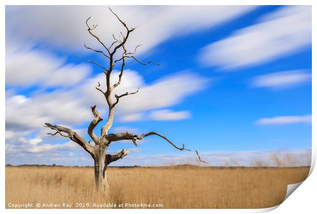 Tree on Snape Maltings Print by Andrew Ray