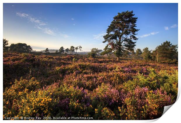 Evening Light on Woodbury Common Print by Andrew Ray