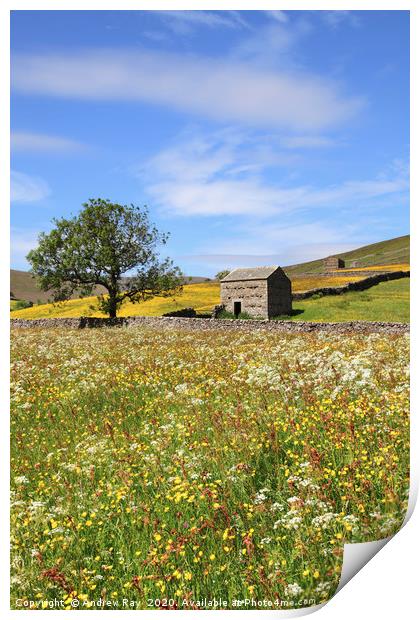 Thwaite Hay Meadow Print by Andrew Ray