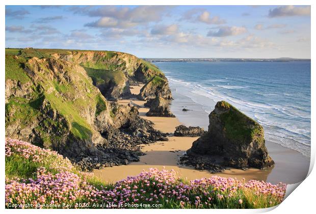 Thrift at Bedruthan Steps Print by Andrew Ray