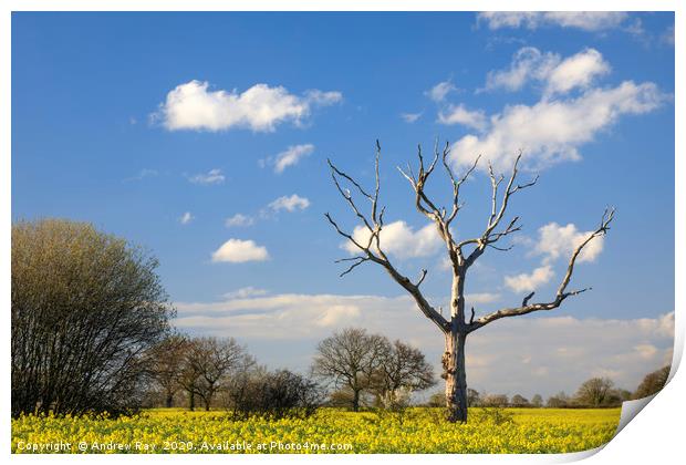 Trees in Oilseed Rape Fields Print by Andrew Ray
