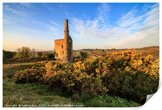 Gorse at Wheal Unity Wood Mines Print by Andrew Ray
