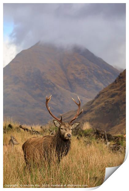 Deer in the Scottish Highlands. Print by Andrew Ray