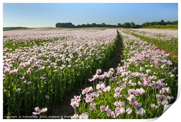 Track through Opium Poppies Print by Andrew Ray