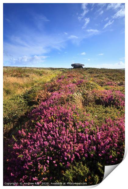 Heather at Chun Quoit Print by Andrew Ray