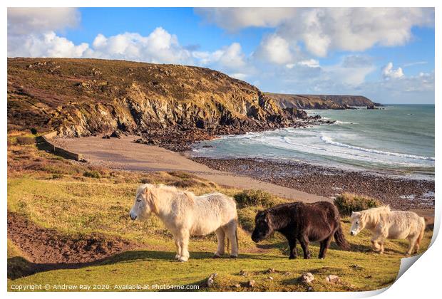 Ponies at Kennack Sands Print by Andrew Ray