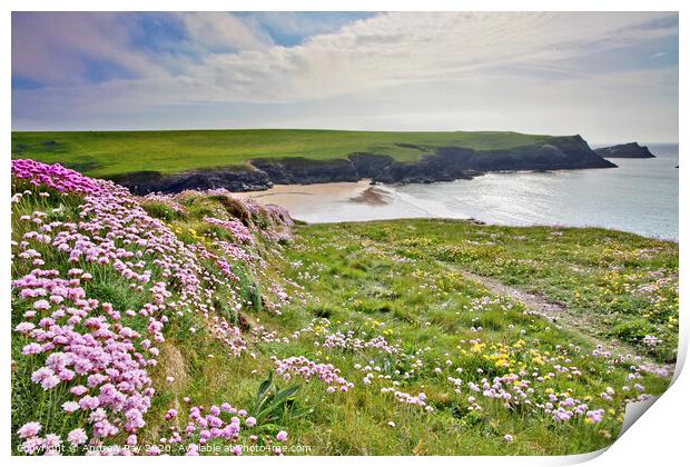 Thrift at Crantock Print by Andrew Ray