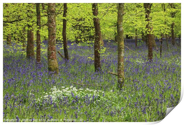 Belts Wood (Lanhydrock) Print by Andrew Ray