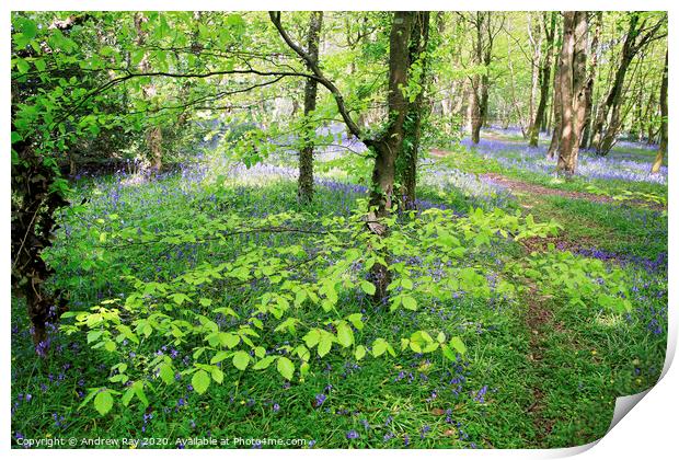 Bluebell Woods Print by Andrew Ray