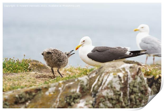 Lesser Black-Backed Gull with chick Print by Howard Kennedy