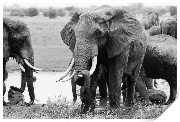 Elephant resting his trunk on his tusk in monochrome Print by Howard Kennedy