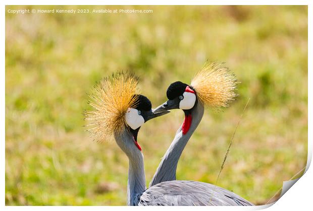 Courting Grey-Crowned Cranes Print by Howard Kennedy