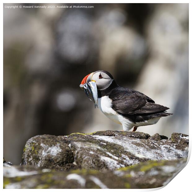 Puffin with Sandeels catch Print by Howard Kennedy