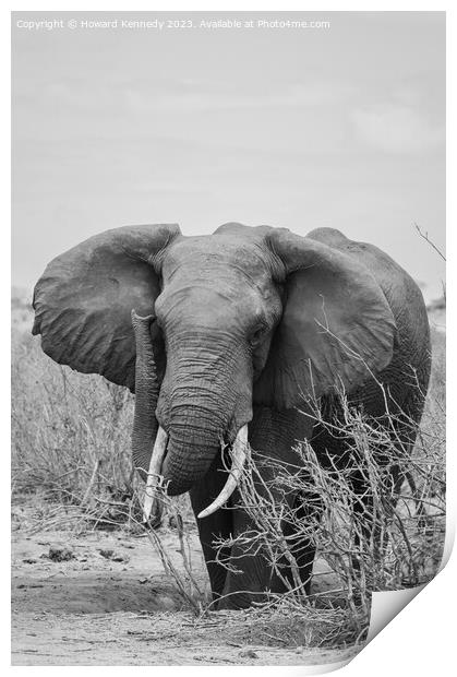 African Elephant Bull Print by Howard Kennedy