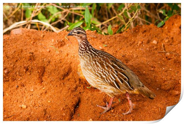 Crested Francolin Print by Howard Kennedy