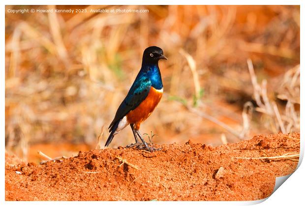 Superb Starling Print by Howard Kennedy