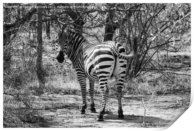 Burchells Zebra stallion looking back in black and white Print by Howard Kennedy