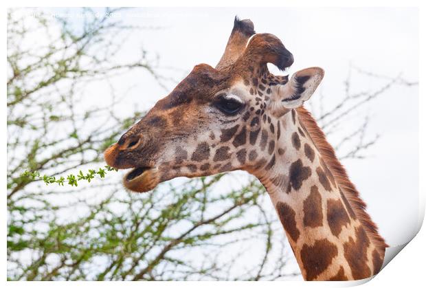 Giraffe with wonky horn Print by Howard Kennedy