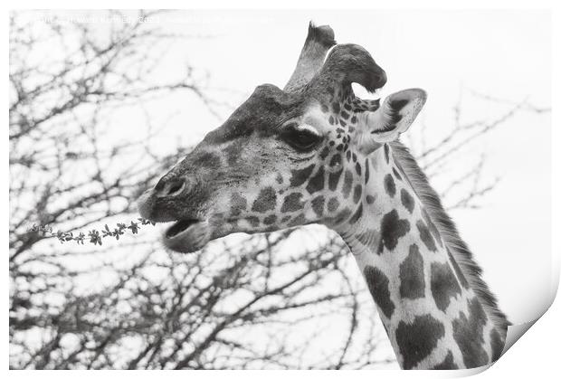 Giraffe with wonky horn Print by Howard Kennedy