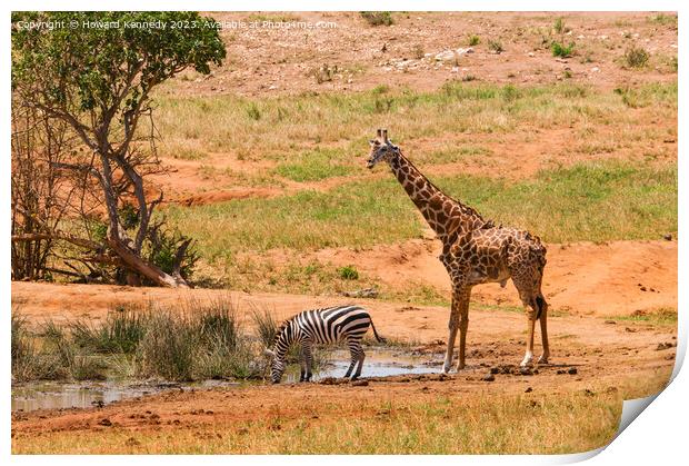 Masai Giraffe and Burchell's Zebra at waterhole Print by Howard Kennedy